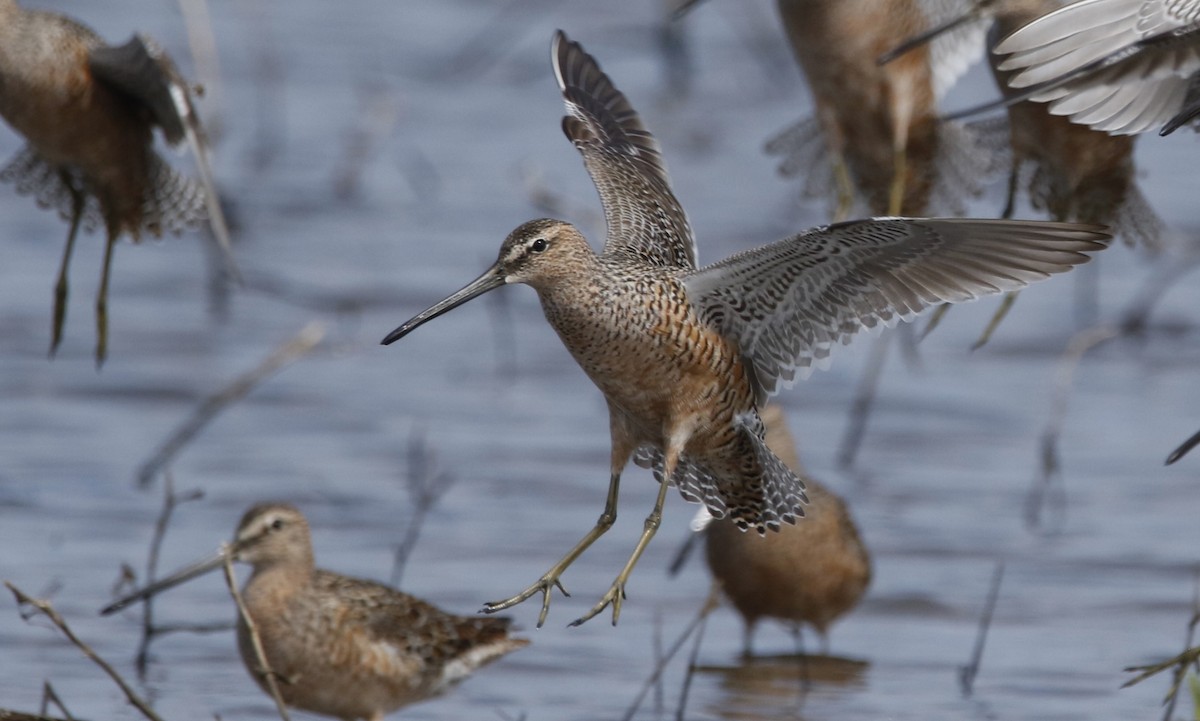 Long-billed Dowitcher - ML618035789