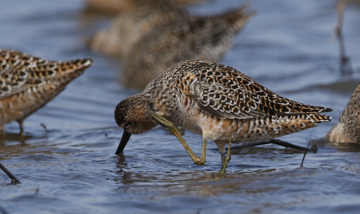 Long-billed Dowitcher - ML618035790