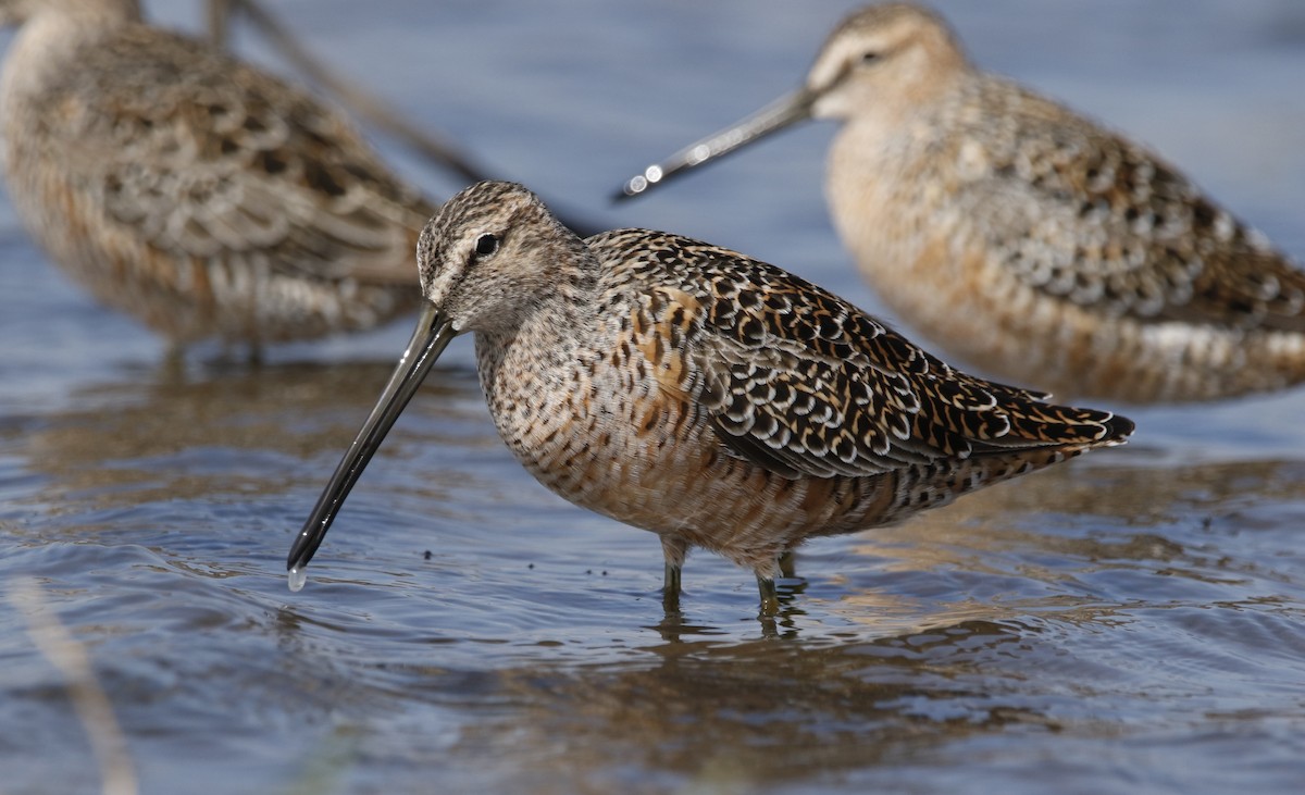 Long-billed Dowitcher - ML618035791