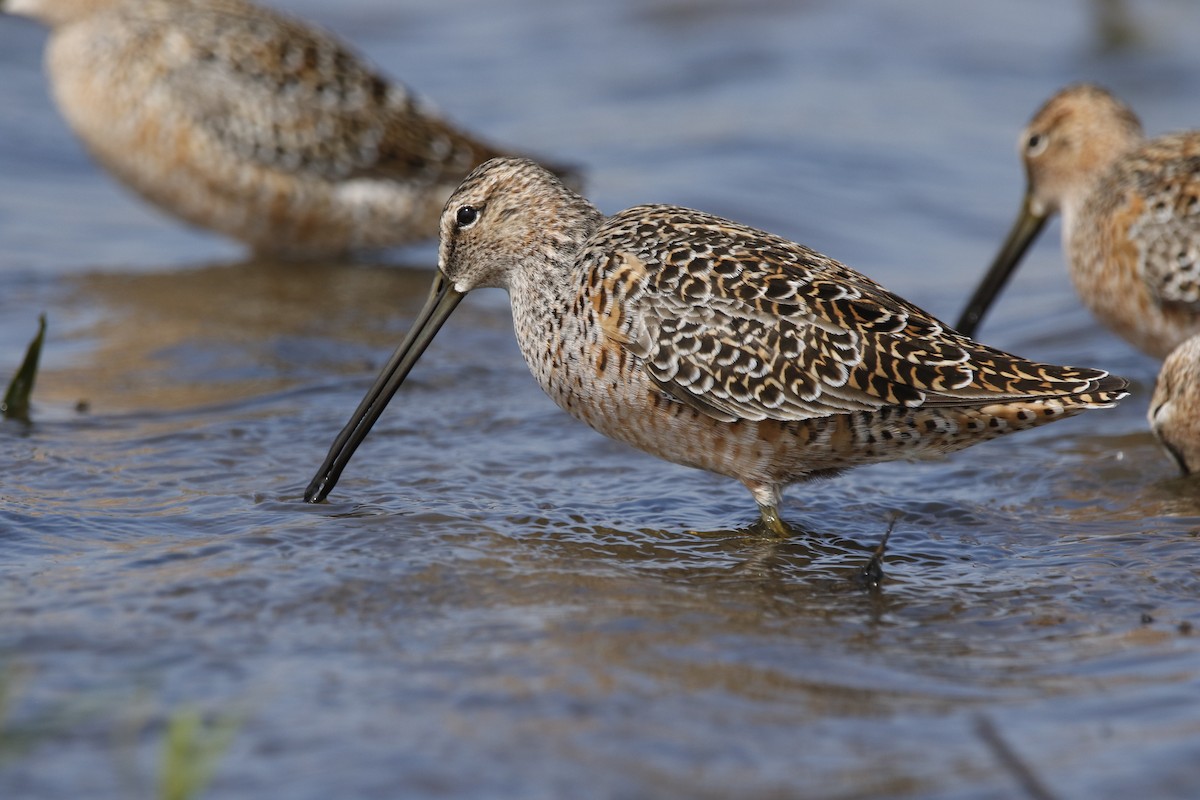 Long-billed Dowitcher - ML618035792
