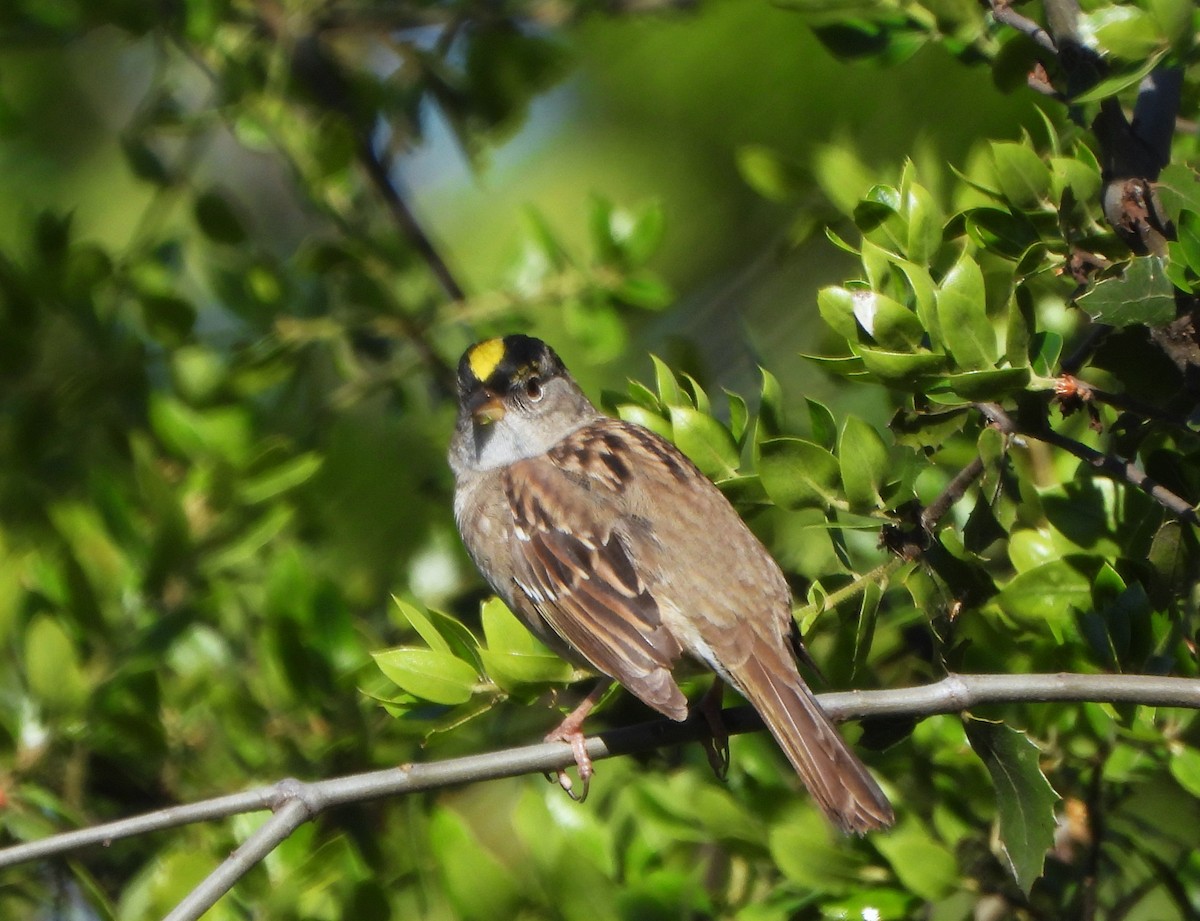 Golden-crowned Sparrow - Lynne Craft