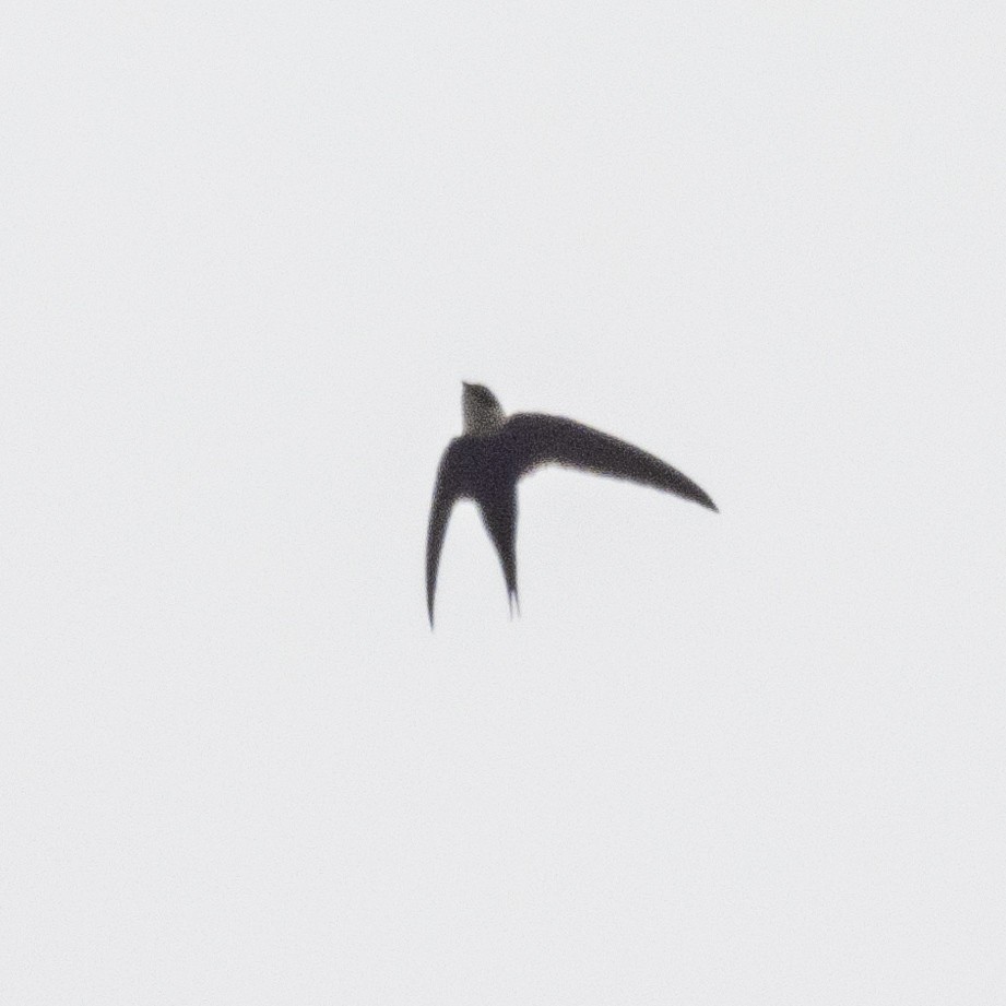 Lesser Swallow-tailed Swift - ML618035796