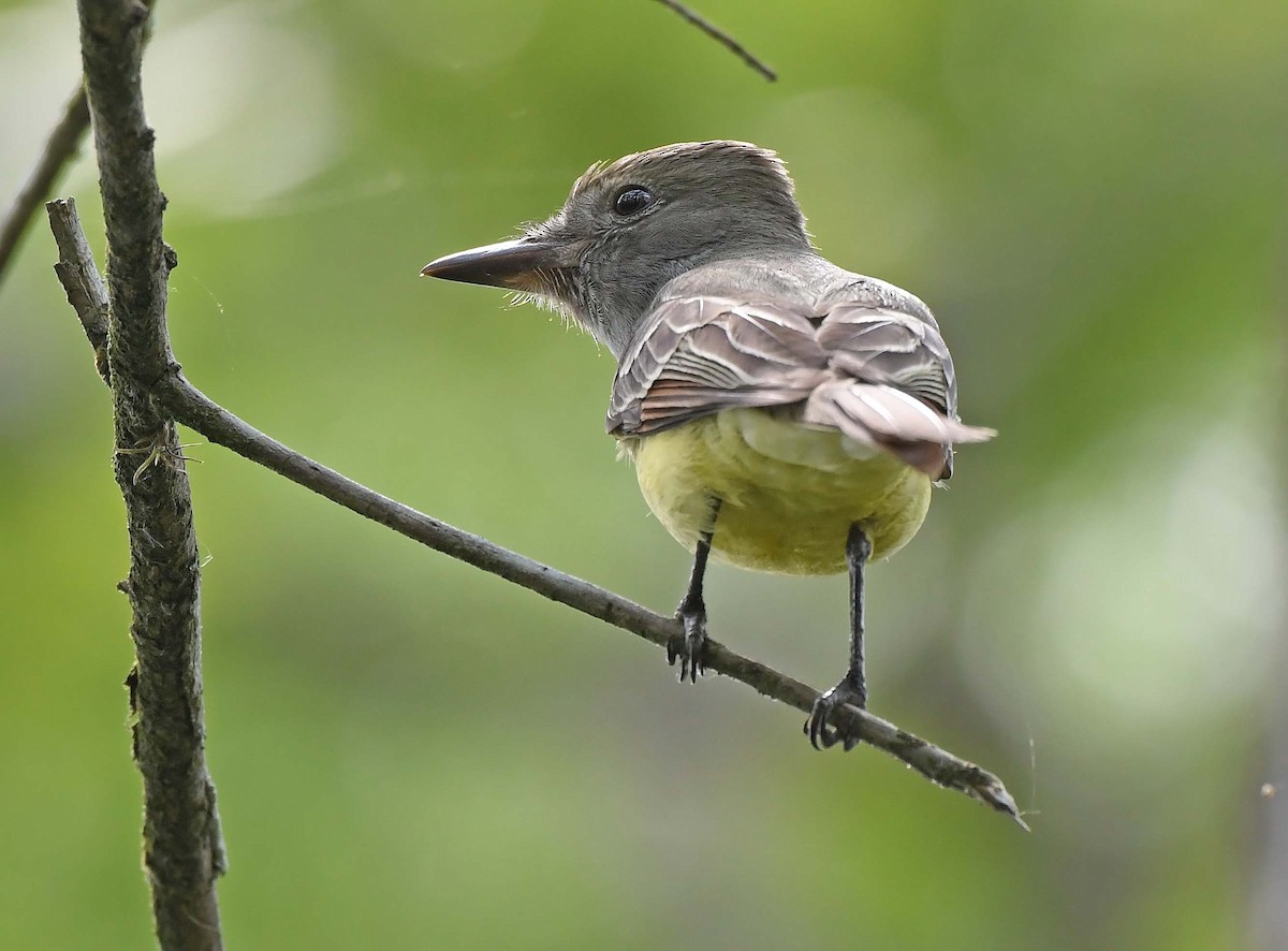 Great Crested Flycatcher - ML618035798