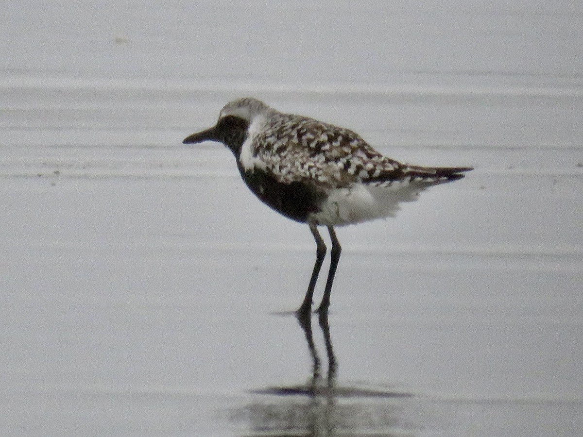 Black-bellied Plover - Molly Sultany