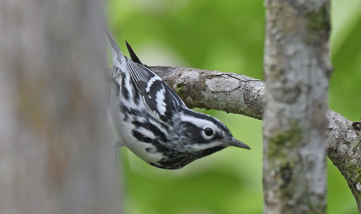 Black-and-white Warbler - ML618035827