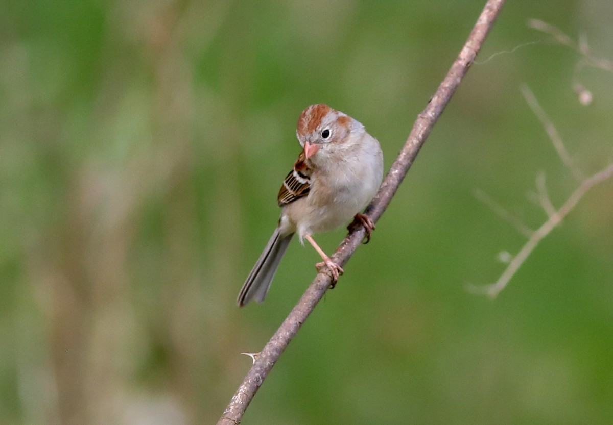 Field Sparrow - ML618035867
