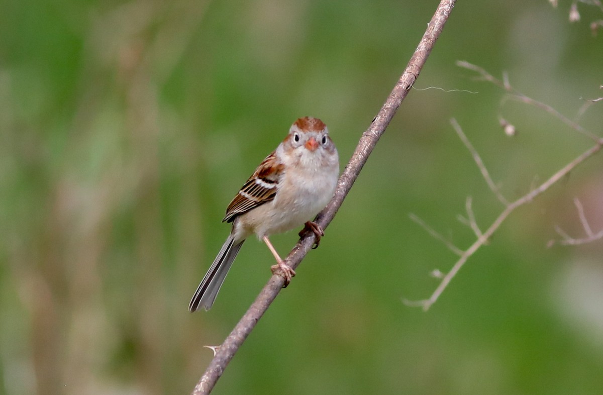 Field Sparrow - ML618035868