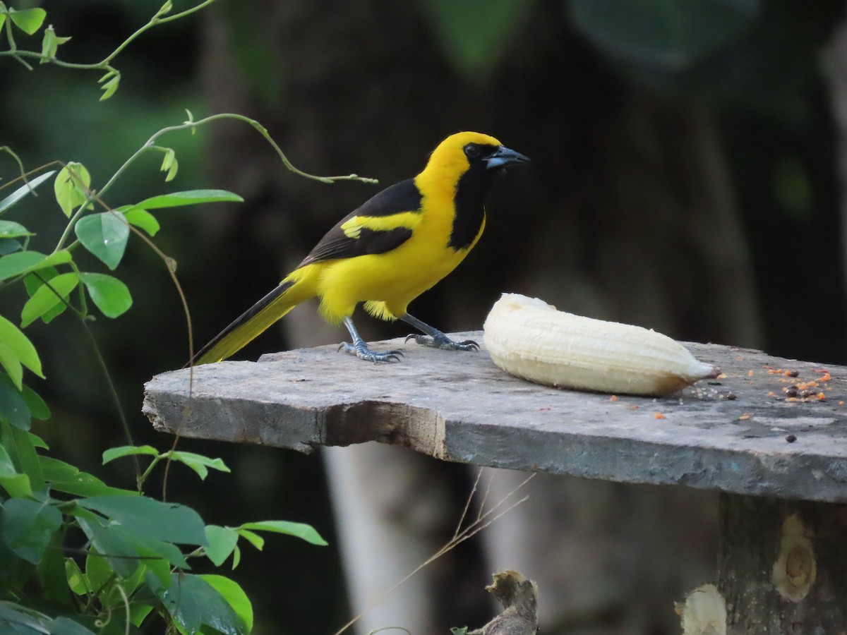 Yellow-tailed Oriole - ML618035884