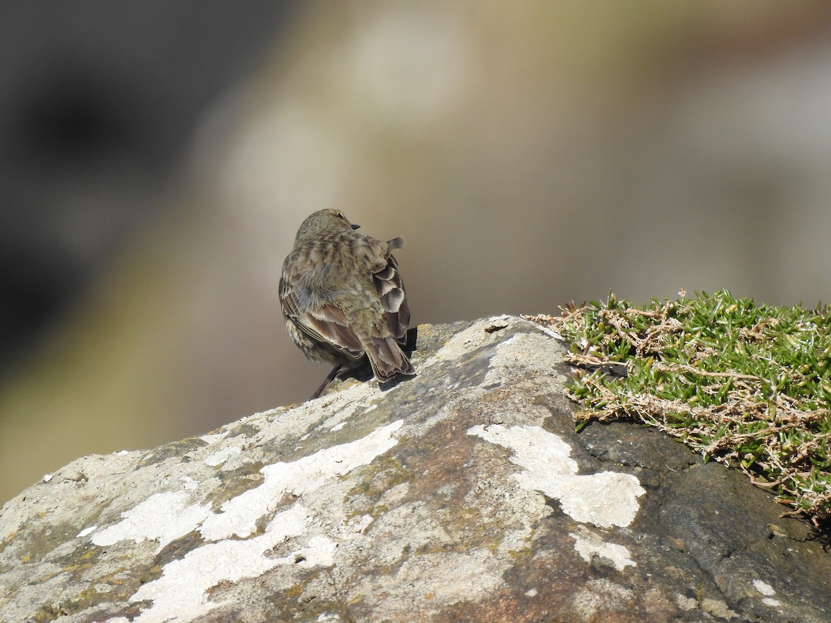 pipit sp. - ML618035902