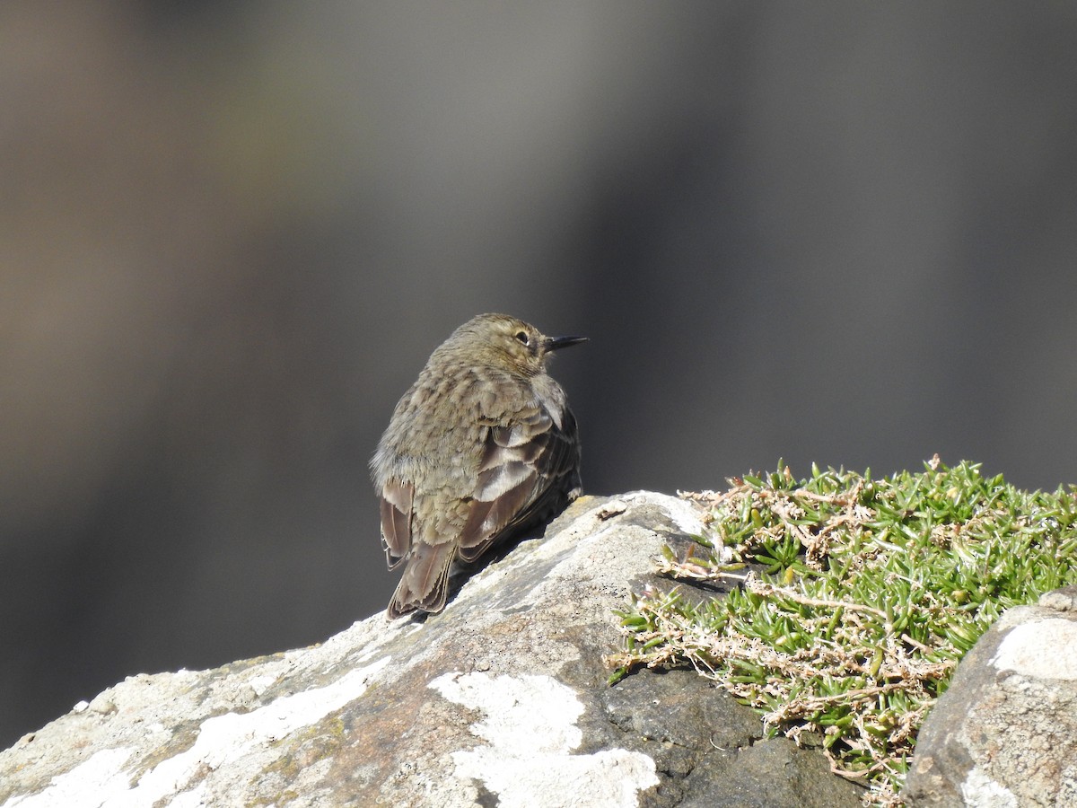 pipit sp. - ML618035903