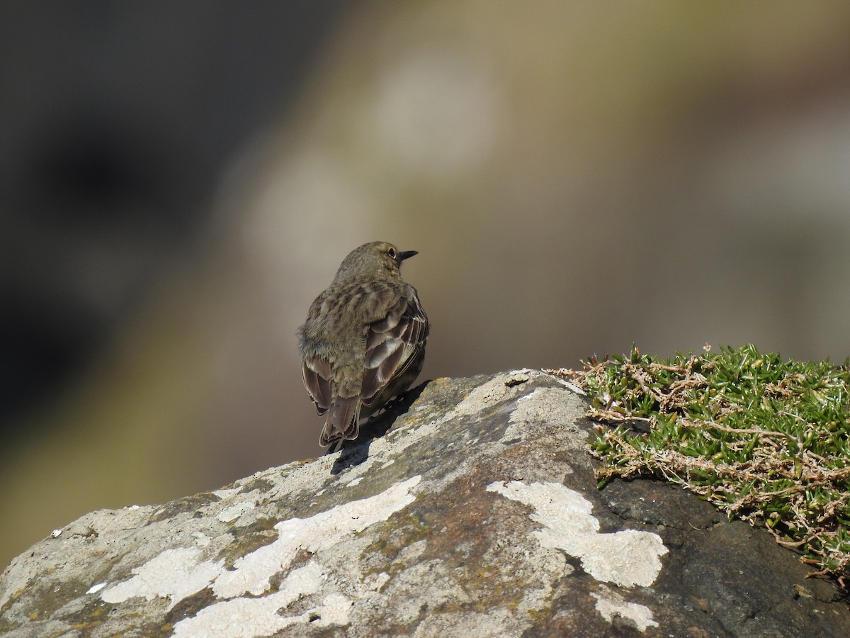 pipit sp. - ML618035904