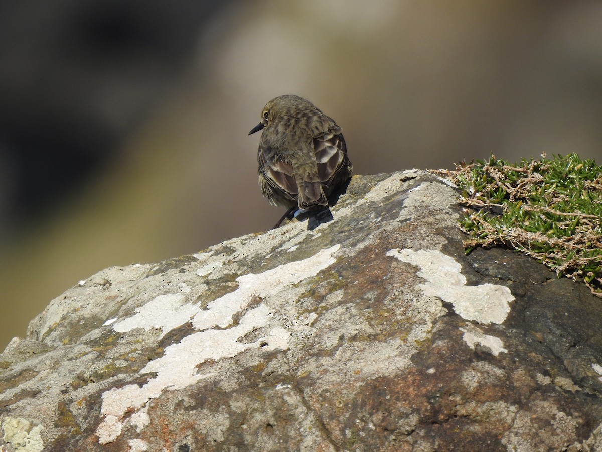 pipit sp. - ML618035905