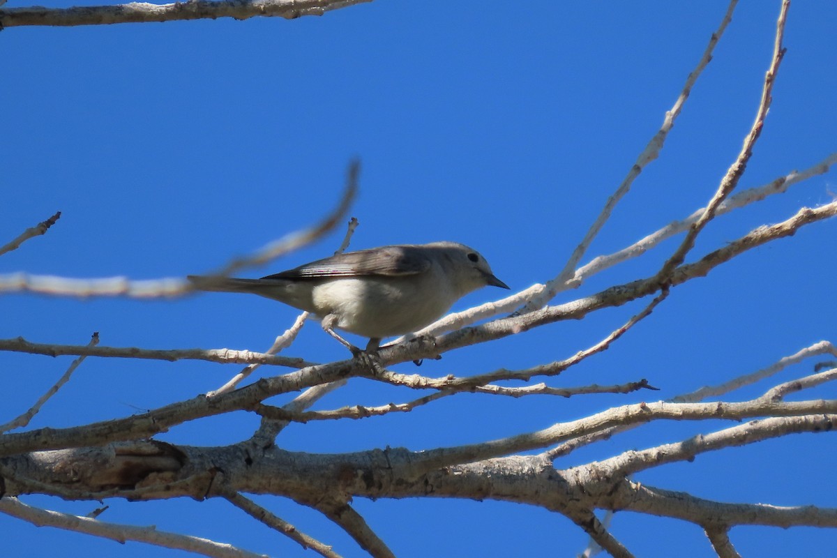 Lucy's Warbler - ML618035925