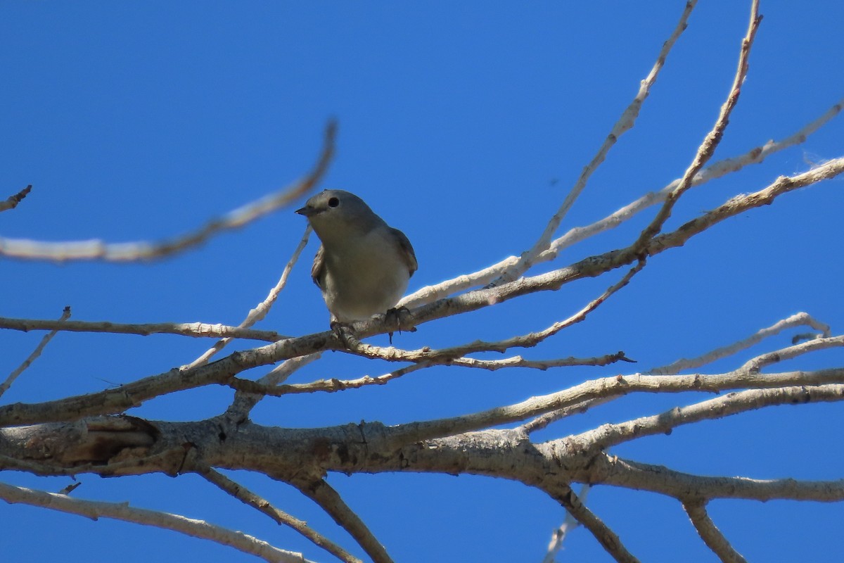 Lucy's Warbler - ML618035926