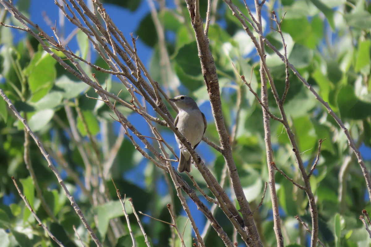 Lucy's Warbler - ML618035927
