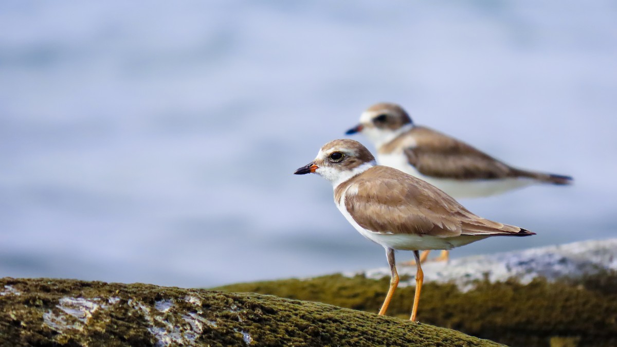 Semipalmated Plover - ML618035937