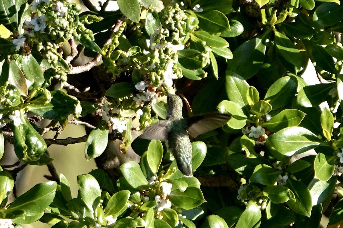 Anna's Hummingbird - ML618035959