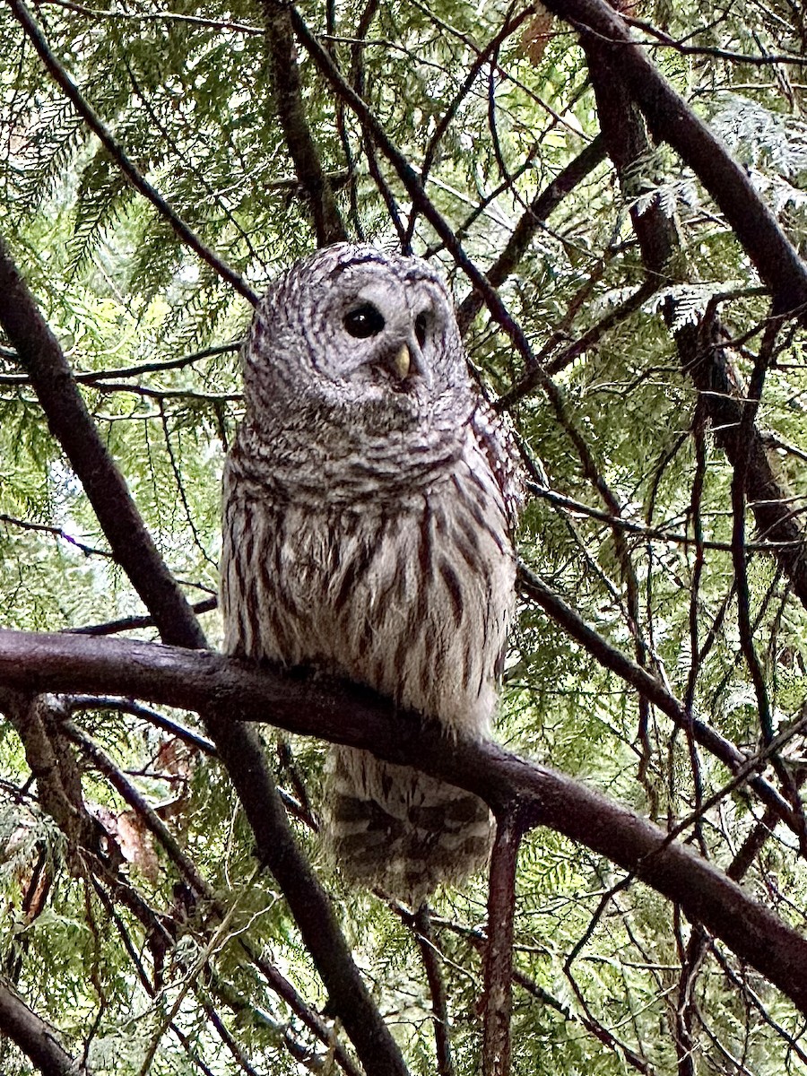 Barred Owl - ML618035965
