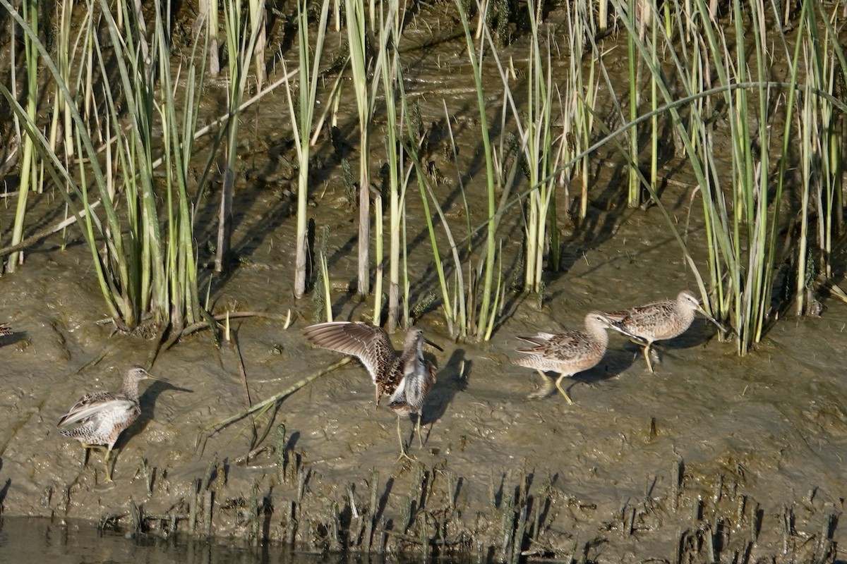 Long-billed Dowitcher - ML618035982