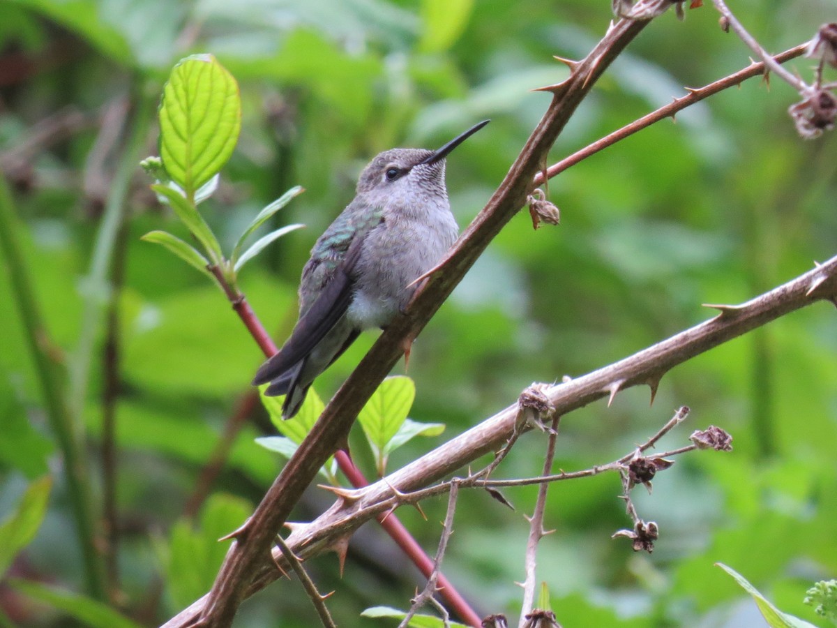 Anna's Hummingbird - Sarah Peden