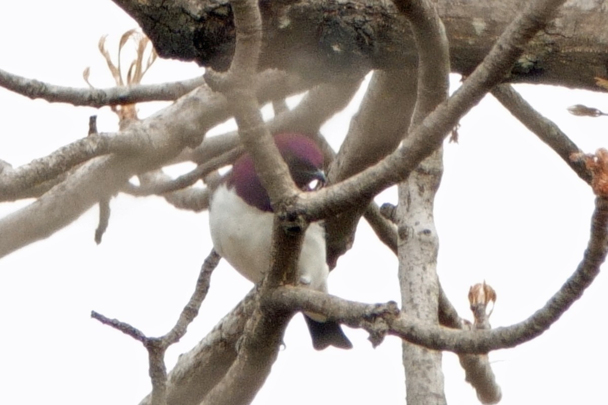 Violet-backed Starling - ML618036045