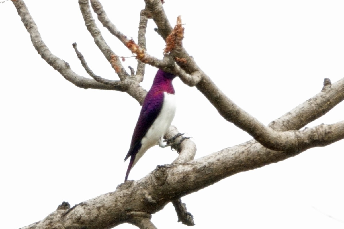 Violet-backed Starling - ML618036046