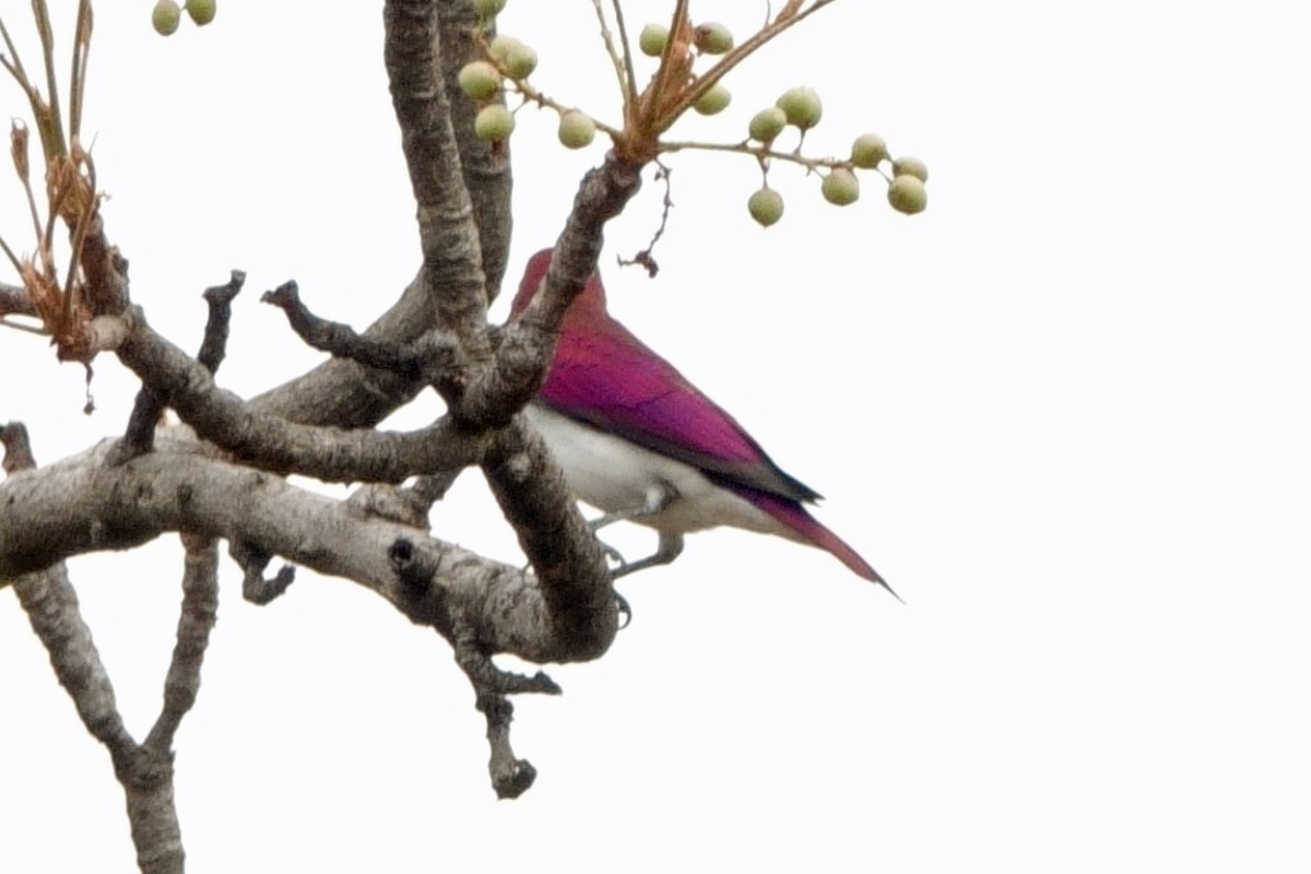 Violet-backed Starling - ML618036047