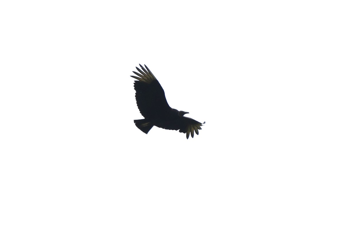 Black Vulture - ML618036079