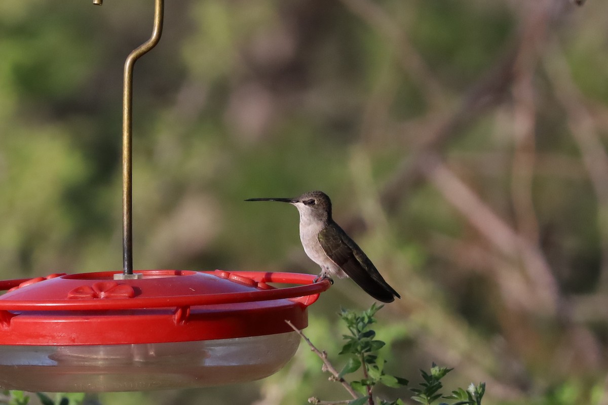 Black-chinned Hummingbird - Nate L-S