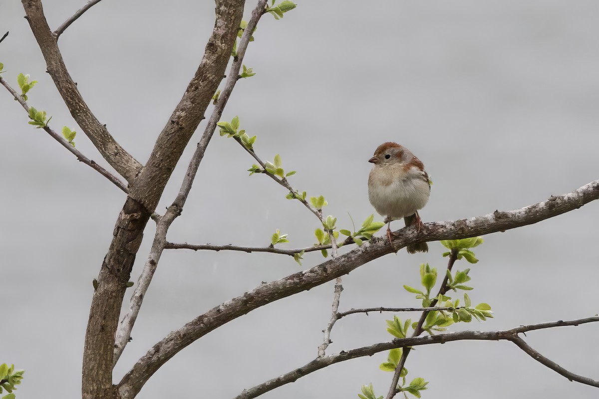 Field Sparrow - ML618036089