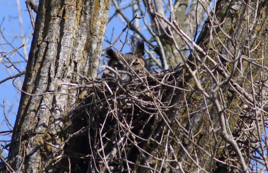 Great Horned Owl - ML618036118