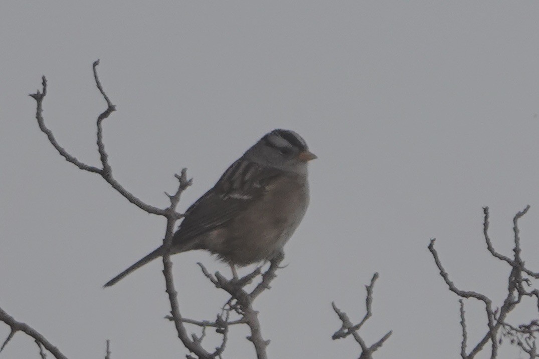 White-crowned Sparrow - ML618036120