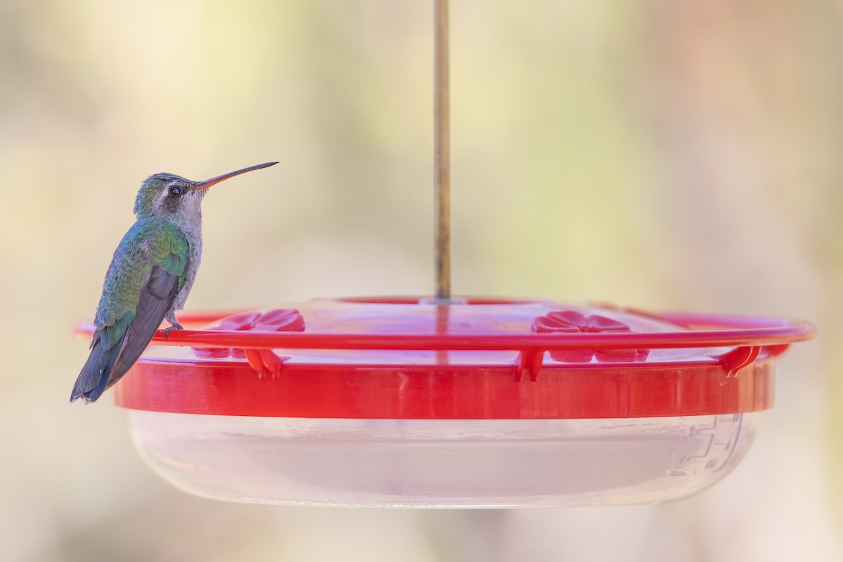 Broad-billed Hummingbird - Michael Sadat