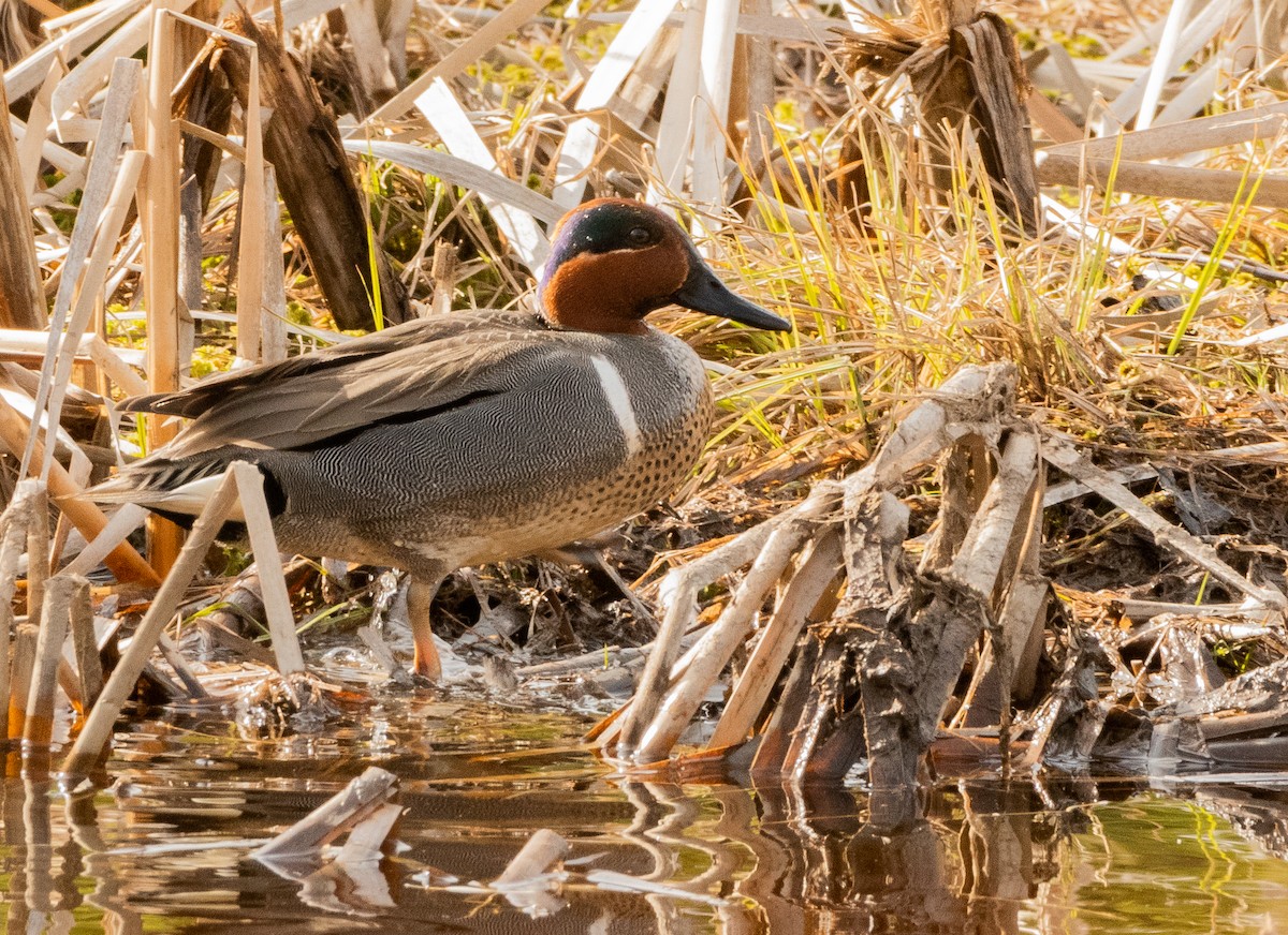 Green-winged Teal - ML618036208