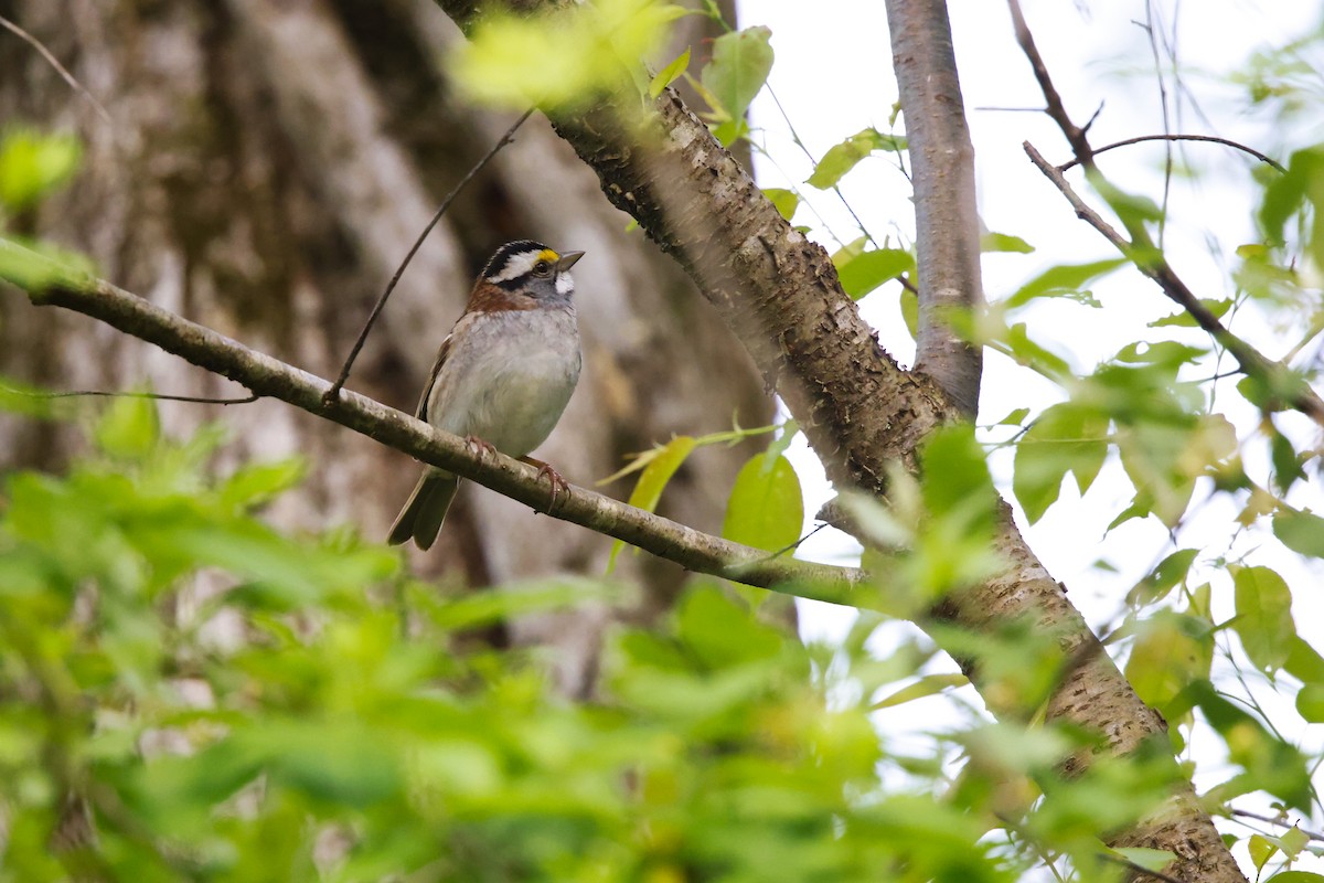 White-throated Sparrow - ML618036227