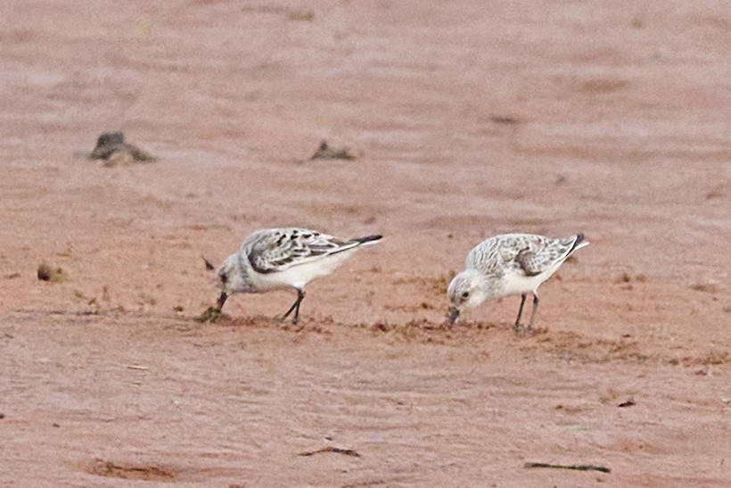 Sanderling - Chase Moxley