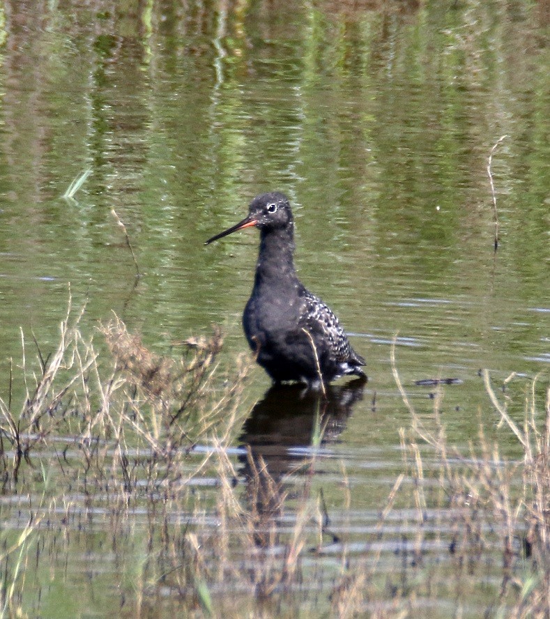Spotted Redshank - ML618036303