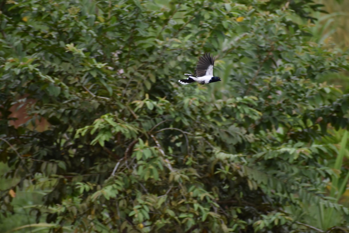 Magpie Tanager - ML618036305