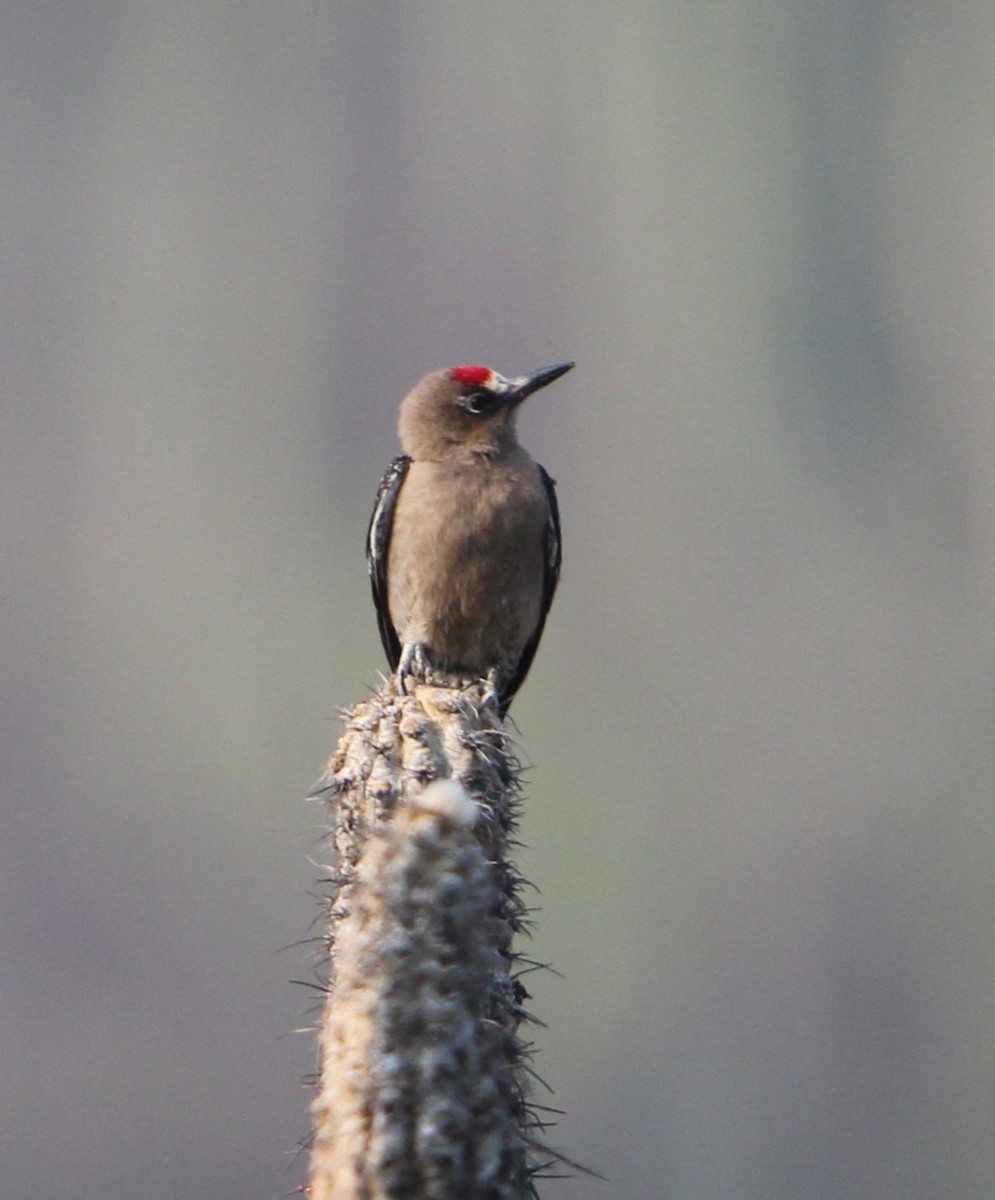 Gray-breasted Woodpecker - Cristina Valenzuela