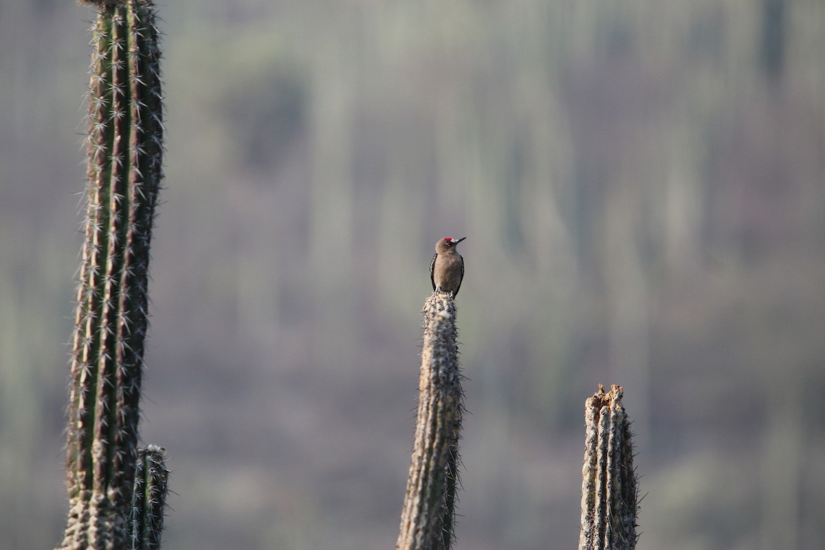Gray-breasted Woodpecker - ML618036314