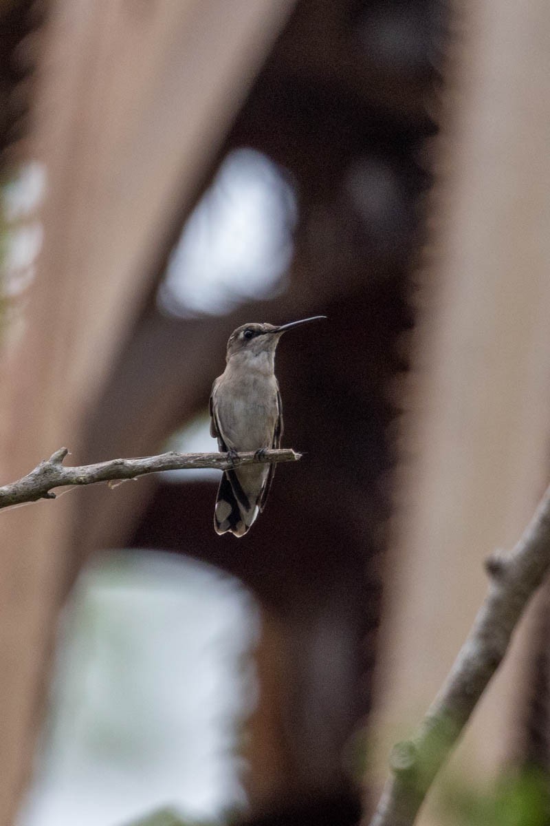 Black-chinned Hummingbird - Mark  Laussade