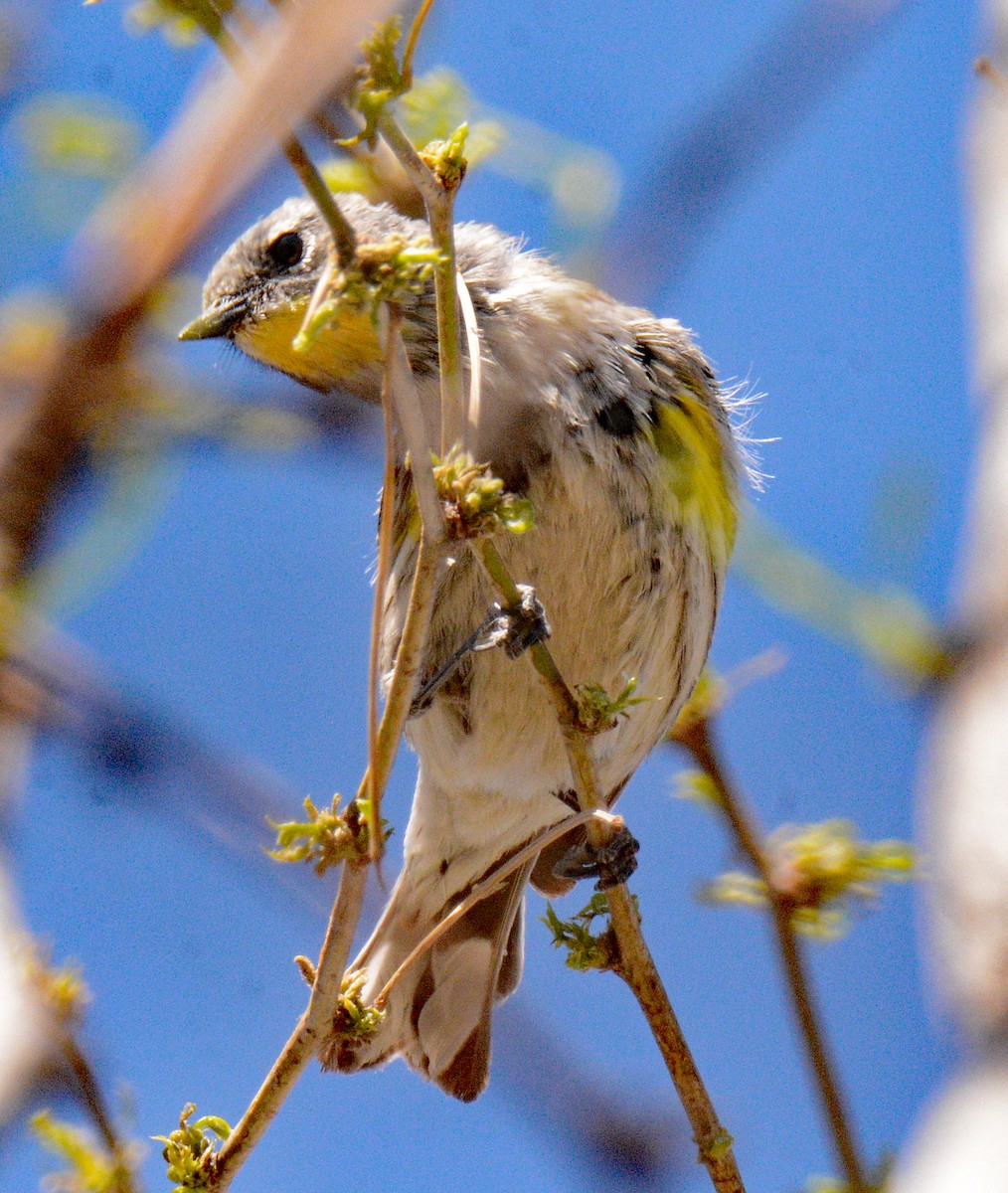 Yellow-rumped Warbler (Audubon's) - ML618036344