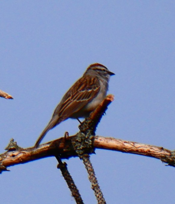 Chipping Sparrow - ML618036355