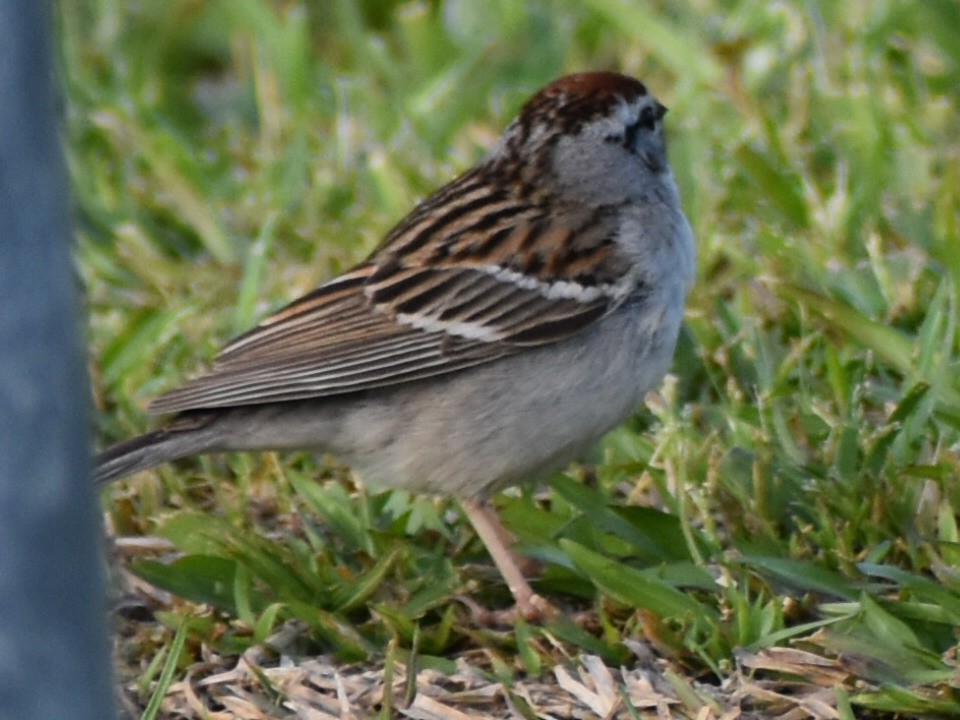 Chipping Sparrow - ML618036357