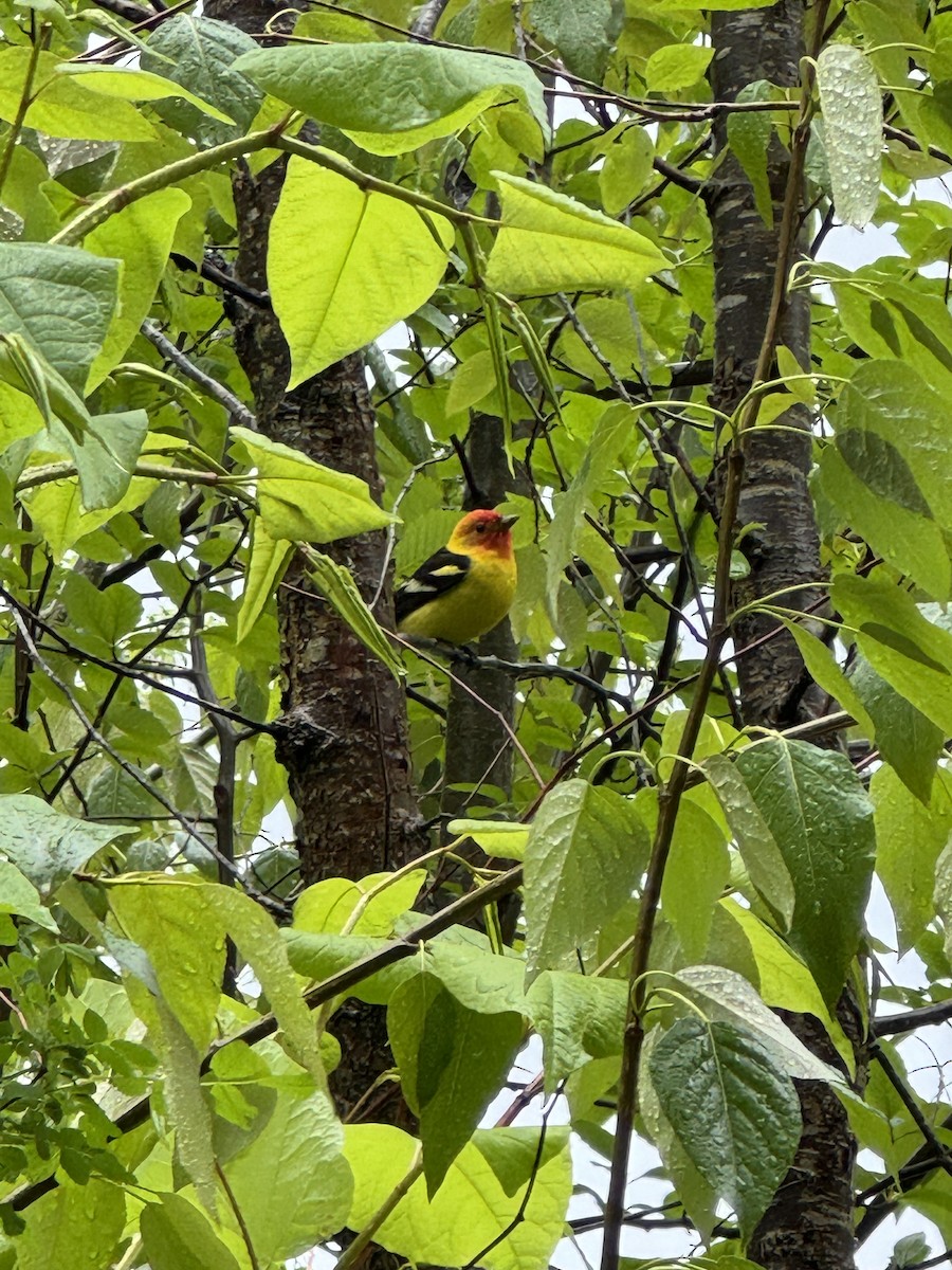 Western Tanager - ML618036361