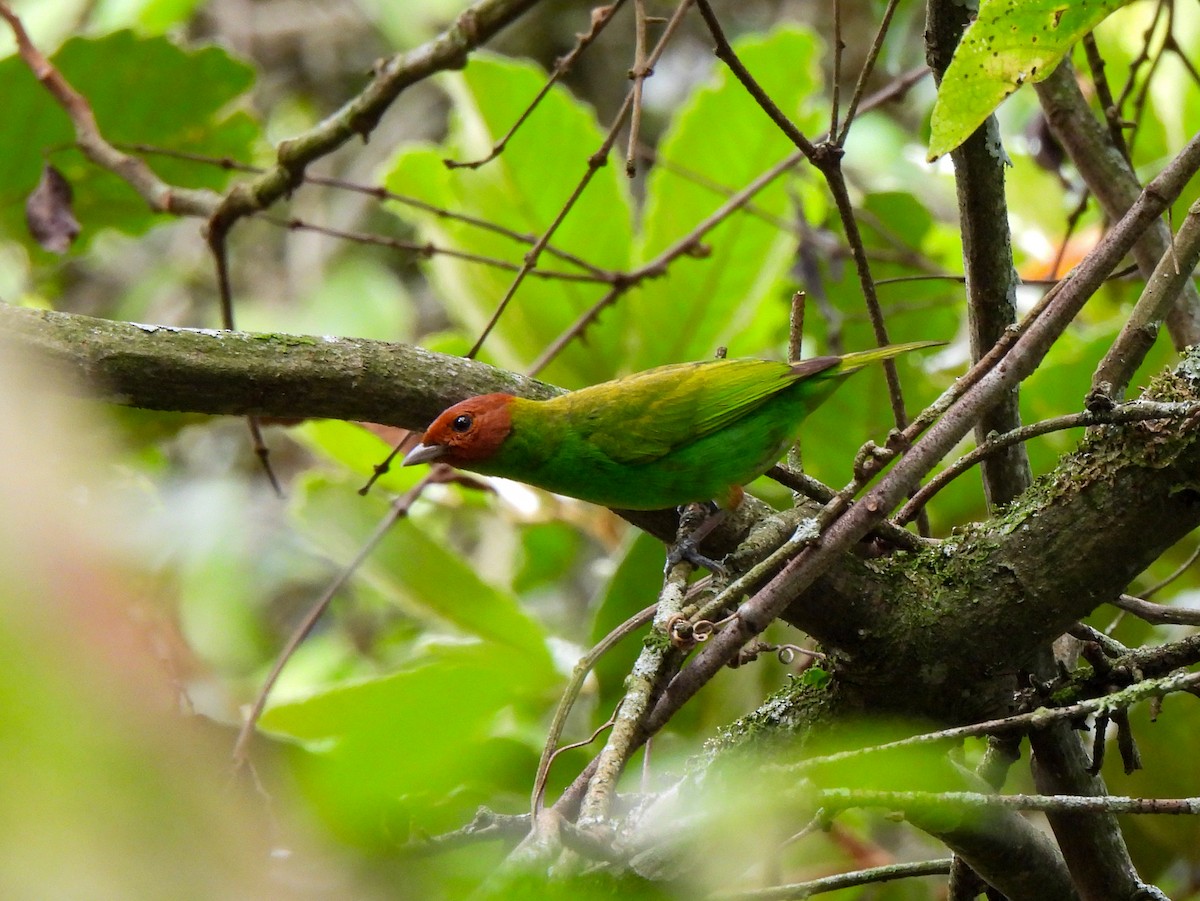Bay-headed Tanager - ML618036377
