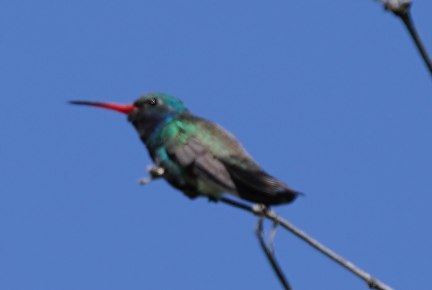 Broad-billed Hummingbird - Marcia Lincoln