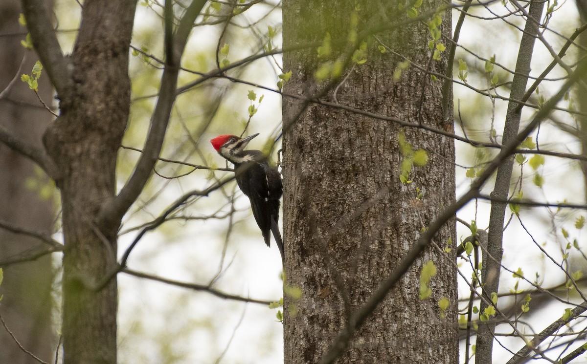 Pileated Woodpecker - ML618036420