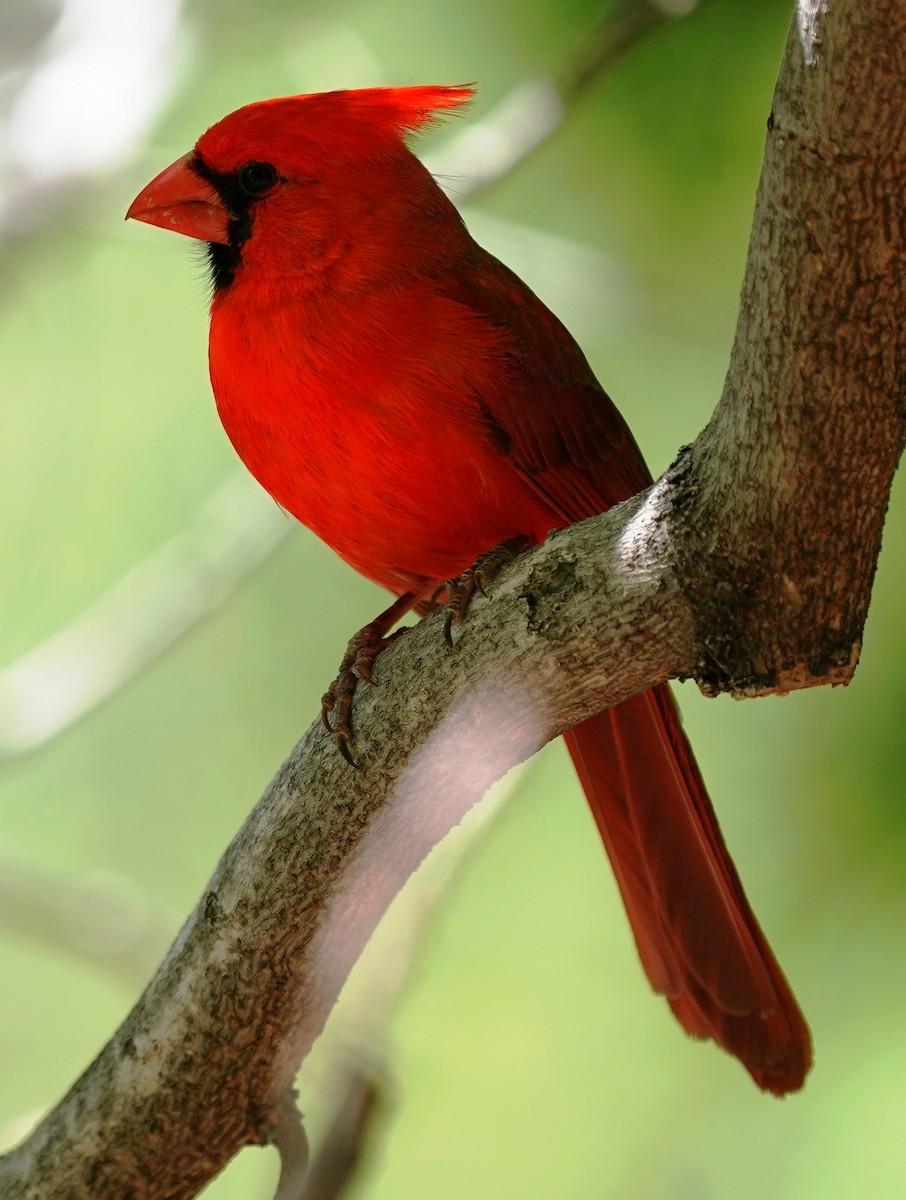Cardinal rouge - ML618036446