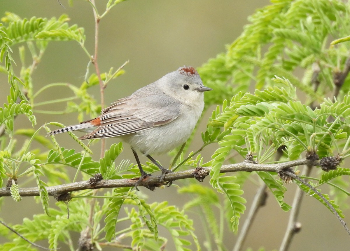 Lucy's Warbler - ML618036448